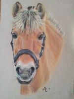 /album/fotogallerij/grotefoto-mmtg8nuq-jpg/